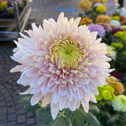 Pianta di Crisantemo 'Jetaime'