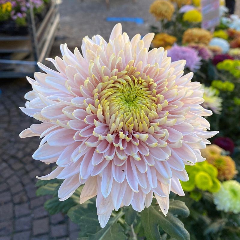 Pianta di Crisantemo 'Jetaime'