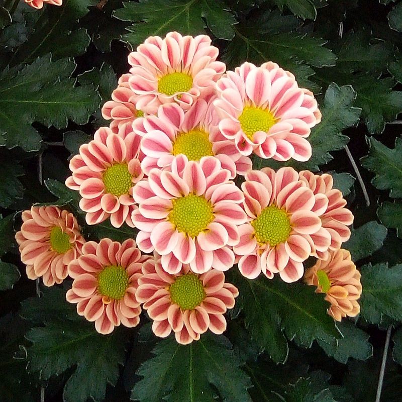 Crisantemo 'Kim Salmon'