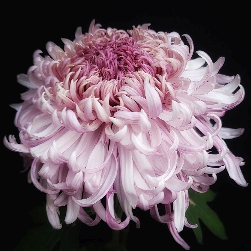 Pianta di Crisantemo 'Kwang'