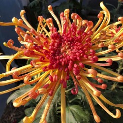 Pianta di Crisantemo 'Lava'