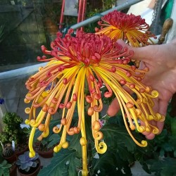 Pianta di Crisantemo 'Lava'