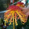 Pianta di Crisantemo 'Lava'