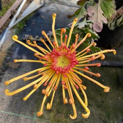 Pianta di Crisantemo 'Lava'