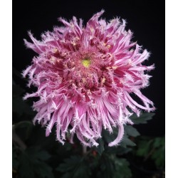 Pianta di Crisantemo...