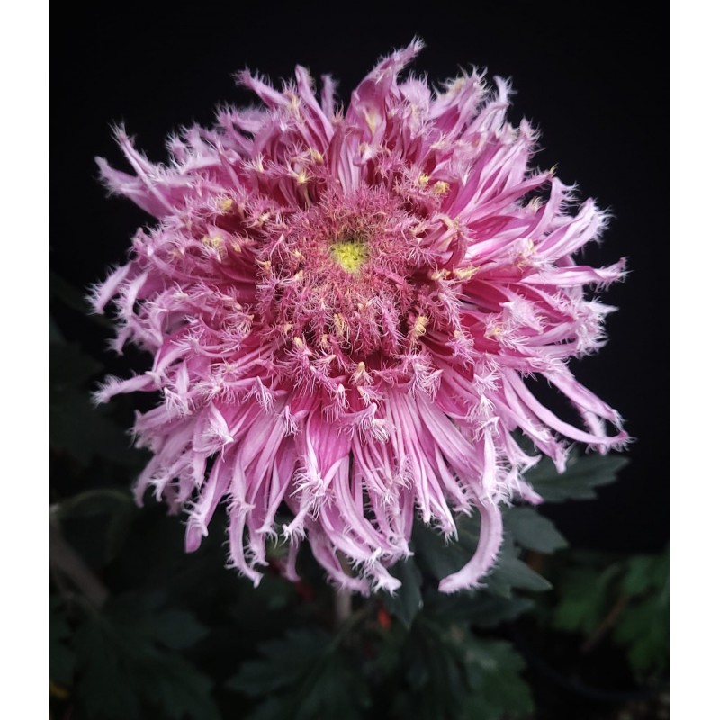 Pianta di Crisantemo 'Lavander Ostrich'