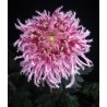 Pianta di Crisantemo 'Lavander Ostrich'