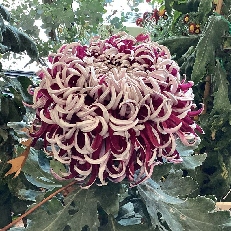 Pianta di Crisantemo 'Lili Callen'