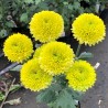 Pianta di Crisantemo 'Lola Lime'
