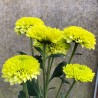 Pianta di Crisantemo 'Lola Lime'