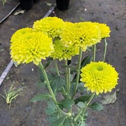 Pianta di Crisantemo 'Lola Lime'