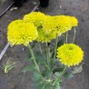 Pianta di Crisantemo 'Lola Lime'