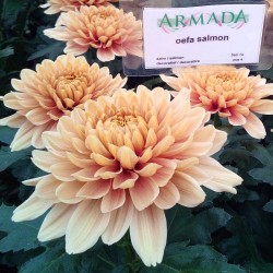 Pianta di Crisantemo 'Oefa Salmon'