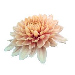 Pianta di Crisantemo 'Oefa...