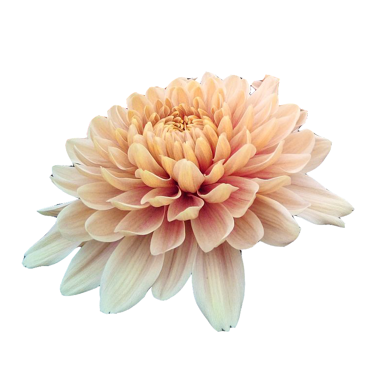 Pianta di Crisantemo 'Oefa Salmon'