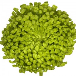 Pianta di Crisantemo 'Ofir'