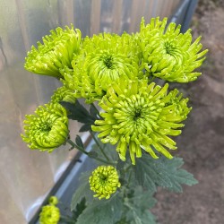 Pianta di Crisantemo 'Ofir'