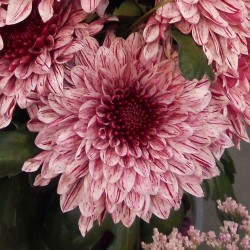 Pianta di Crisantemo 'Pip'