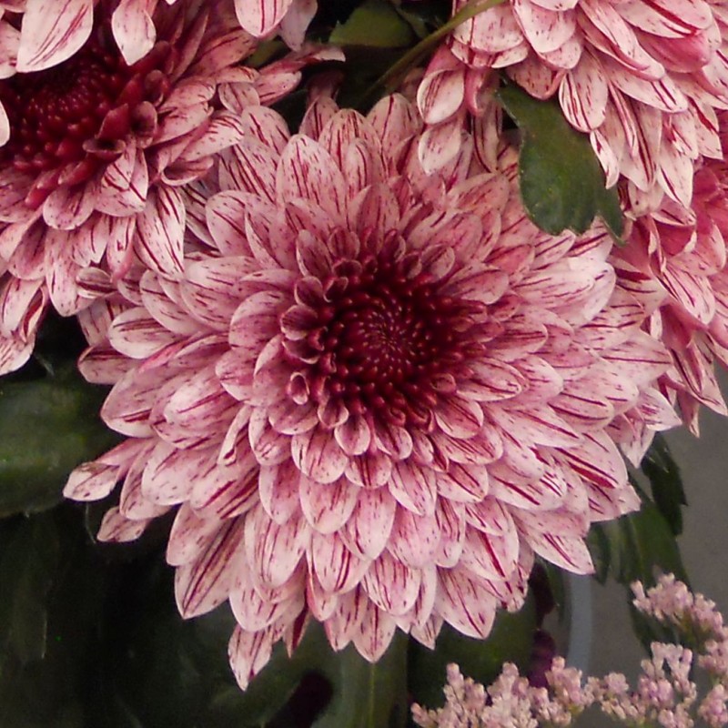 Pianta di Crisantemo 'Pip'