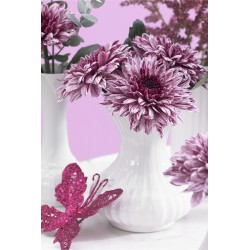 Pianta di Crisantemo 'Pip'