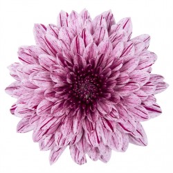 Pianta di Crisantemo 'Pip'