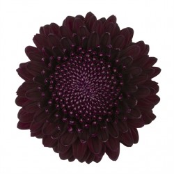 Pianta di Crisantemo 'Poker'