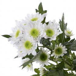 Pianta di Crisantemo 'Radost'