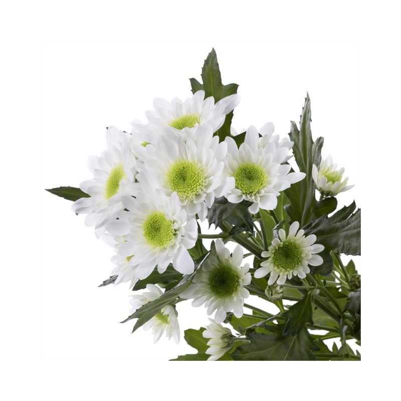 Pianta di Crisantemo 'Radost'