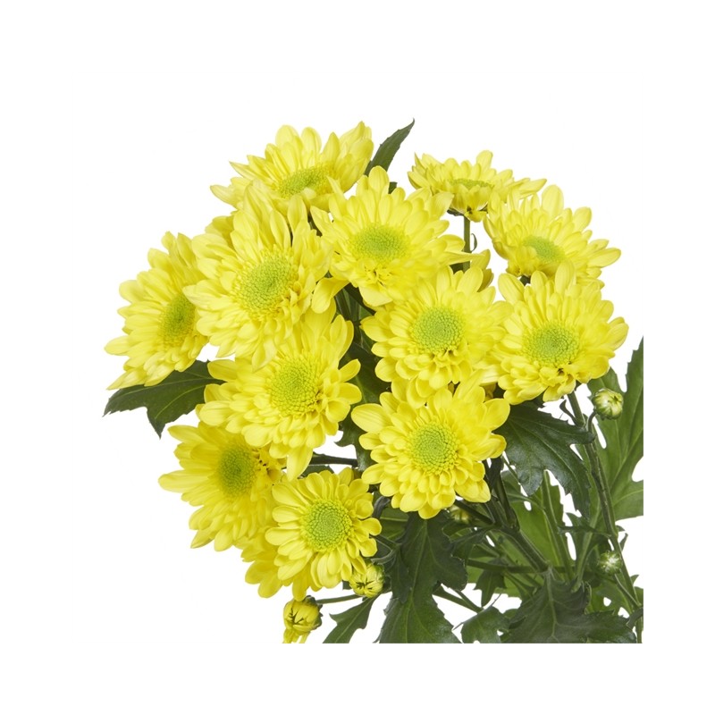 Pianta di Crisantemo 'Radost Sunny'