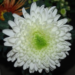 Pianta di Crisantemo...