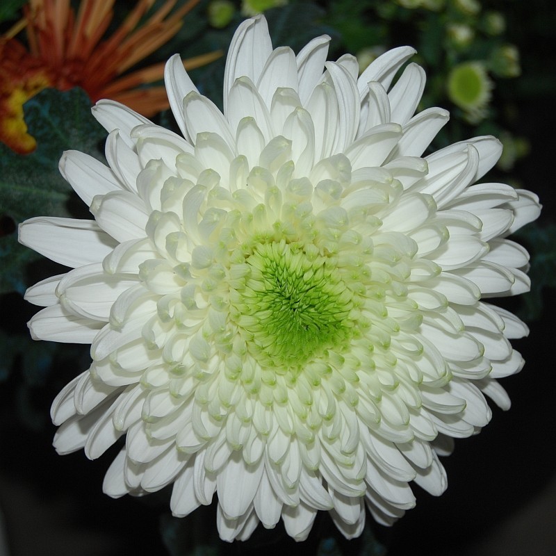 Pianta di Crisantemo 'Resolute'