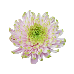 Pianta di Crisantemo...