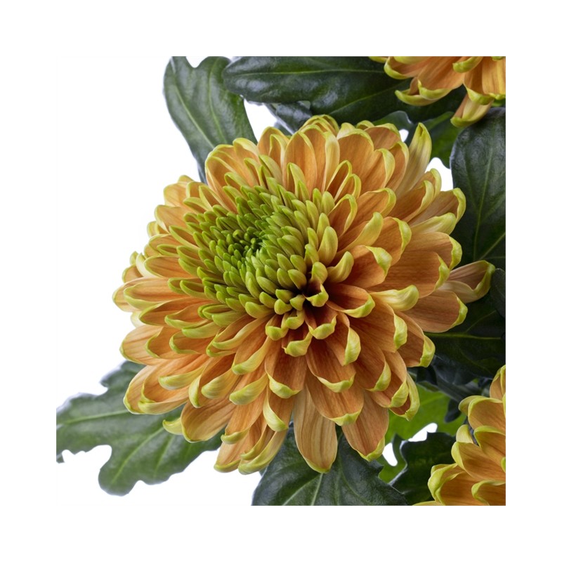 Pianta di Crisantemo 'Rossano Elizabeth'