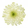 Pianta di Crisantemo 'Rossano Lime'