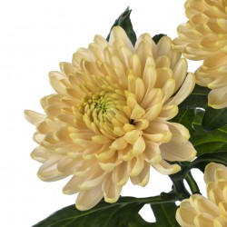 Pianta di Crisantemo...