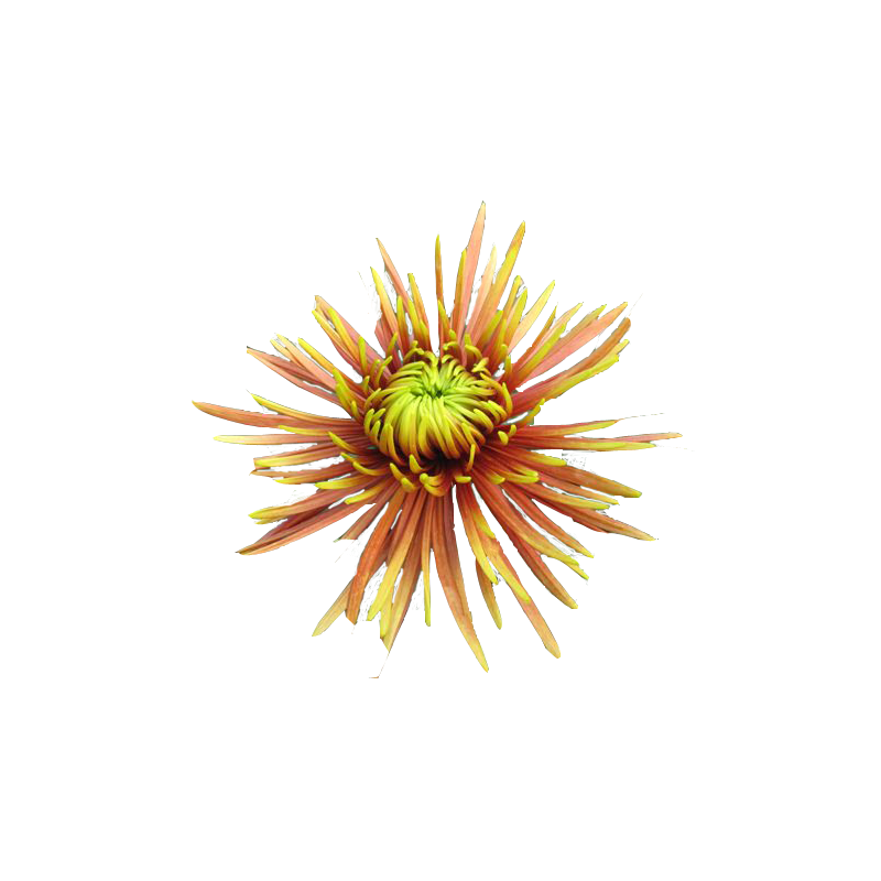 Pianta di Crisantemo 'Saffina'