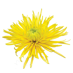 Pianta di Crisantemo...