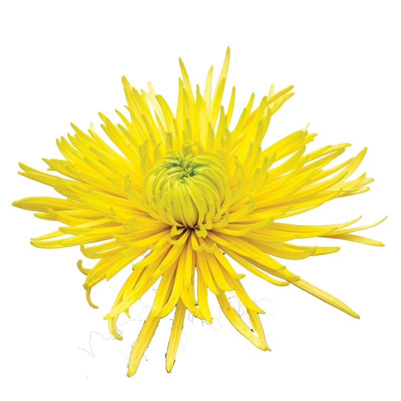 Pianta di Crisantemo 'Saffina Yellow'