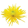 Pianta di Crisantemo 'Saffina Yellow'