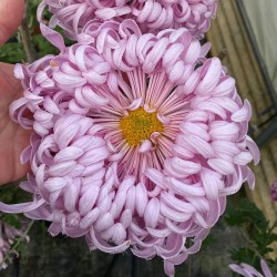 Pianta di Crisantemo 'Kwang'