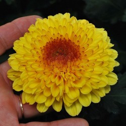 Pianta di Crisantemo 'Serov'