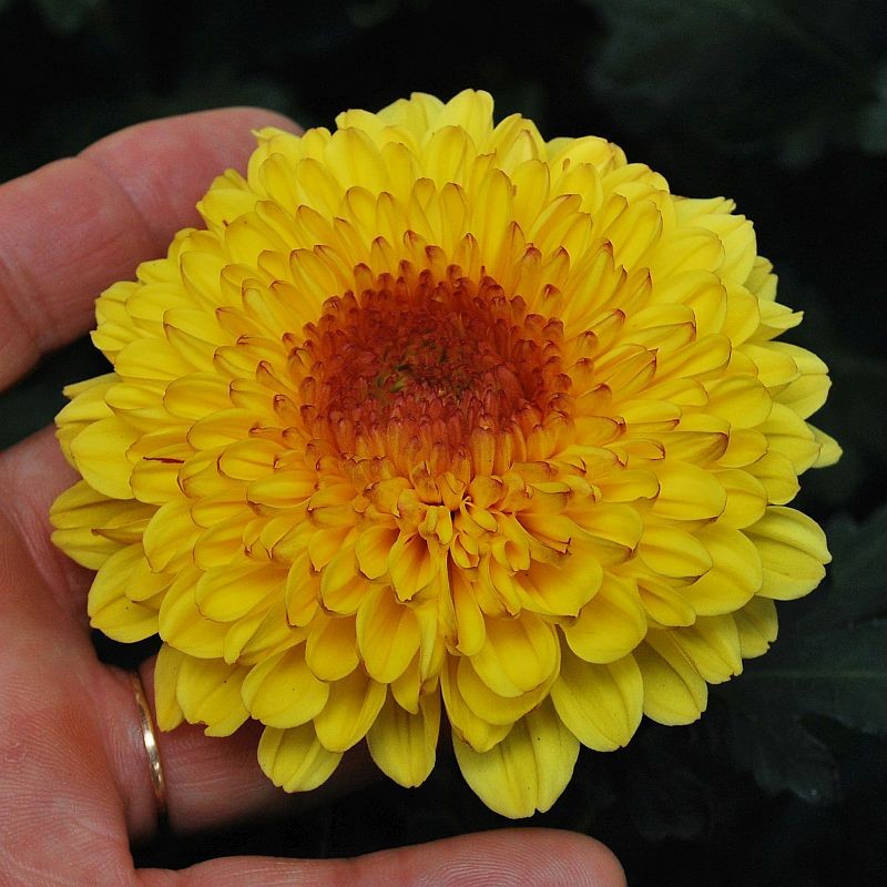 Pianta di Crisantemo 'Serov'