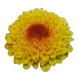 Pianta di Crisantemo 'Serov'