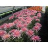 Pianta di Crisantemo 'Super Pink'
