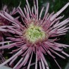 Pianta di Crisantemo 'Super Pink'