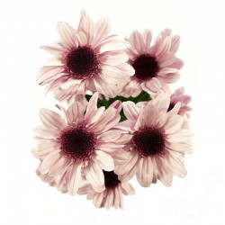 Pianta di Crisantemo 'Stresa'