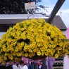 Calibrachoa 'Aloha Kona Yellow'