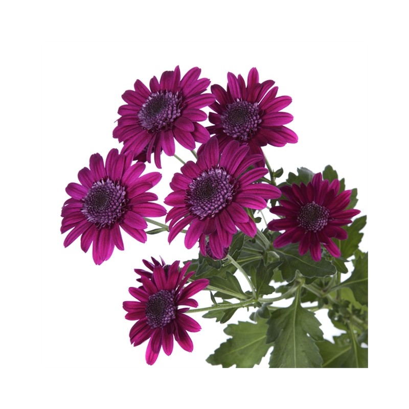 Pianta di Crisantemo 'Stresa Purple'