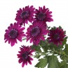 Pianta di Crisantemo 'Stresa Purple'