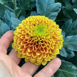 Pianta di Crisantemo...